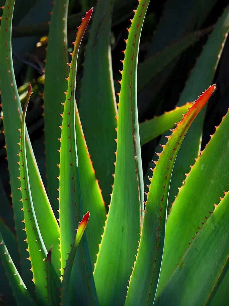 Succulents