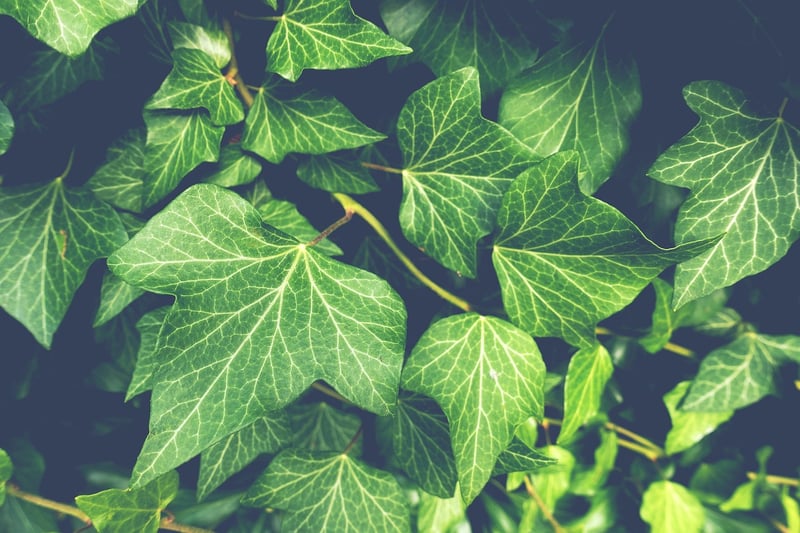 Green Leaf Plant